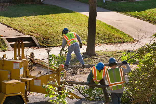 Professional Tree Care Services in Rafter J Ranch, WY